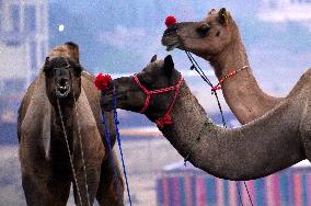 Camels At The Pushkar Fair In The Indian Desert State Of Rajasthan November 16, 2023.