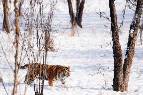 CHINA-HEILONGJIANG-HARBIN-SNOW FIELD-SIBERIAN TIGERS (CN)