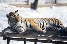 CHINA-HEILONGJIANG-HARBIN-SNOW FIELD-SIBERIAN TIGERS (CN)