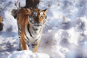 CHINA-HEILONGJIANG-HARBIN-SNOW FIELD-SIBERIAN TIGERS (CN)