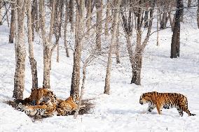 CHINA-HEILONGJIANG-HARBIN-SNOW FIELD-SIBERIAN TIGERS (CN)