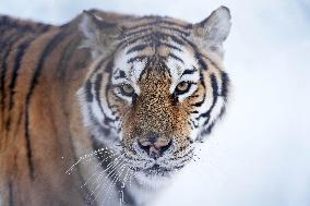 CHINA-HEILONGJIANG-HARBIN-SNOW FIELD-SIBERIAN TIGERS (CN)