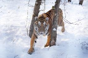 CHINA-HEILONGJIANG-HARBIN-SNOW FIELD-SIBERIAN TIGERS (CN)