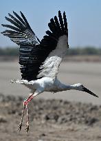 CHINA-TIANJIN-ORIENTAL WHITE STORKS-RELEASE (CN)