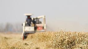 Rice Harvest in Suqian