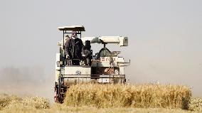 Rice Harvest in Suqian