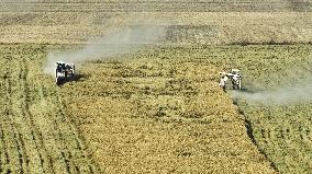 Rice Harvest in Suqian