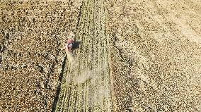 Rice Harvest in Suqian