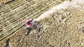 Rice Harvest in Suqian