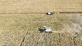 Rice Harvest in Suqian