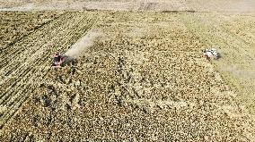 Rice Harvest in Suqian