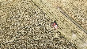 Rice Harvest in Suqian