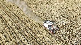 Rice Harvest in Suqian