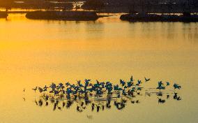 Migratory Birds Roost in National Nature Reserve in Yancheng