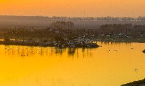 Migratory Birds Roost in National Nature Reserve in Yancheng