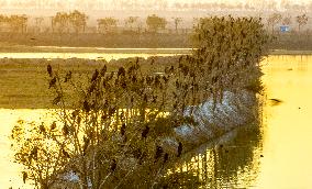 Migratory Birds Roost in National Nature Reserve in Yancheng