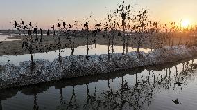 Migratory Birds Roost in National Nature Reserve in Yancheng