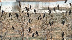 Migratory Birds Roost in National Nature Reserve in Yancheng