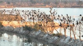 Migratory Birds Roost in National Nature Reserve in Yancheng