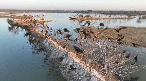 Migratory Birds Roost in National Nature Reserve in Yancheng