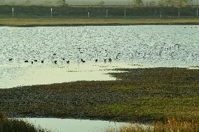 Migratory Birds Roost in National Nature Reserve in Yancheng