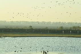 Migratory Birds Roost in National Nature Reserve in Yancheng