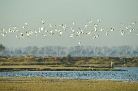 Migratory Birds Roost in National Nature Reserve in Yancheng