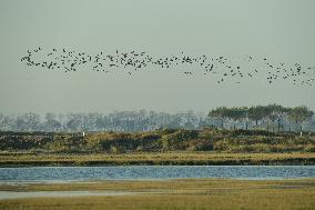 Migratory Birds Roost in National Nature Reserve in Yancheng