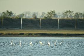 Migratory Birds Roost in National Nature Reserve in Yancheng