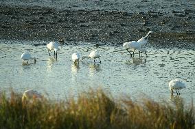 Migratory Birds Roost in National Nature Reserve in Yancheng