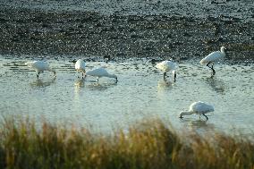 Migratory Birds Roost in National Nature Reserve in Yancheng