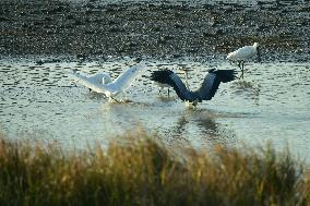 Migratory Birds Roost in National Nature Reserve in Yancheng