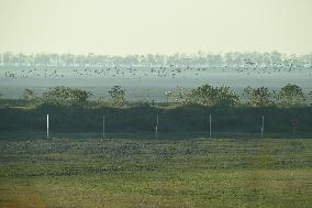 Migratory Birds Roost in National Nature Reserve in Yancheng