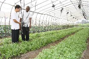 Xinhua Headlines: Cassava thrives in deepening Sino-African agri cooperation