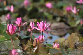 INDIA-ASSAM-PINK WATER LILY