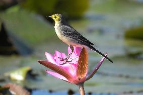 INDIA-ASSAM-PINK WATER LILY