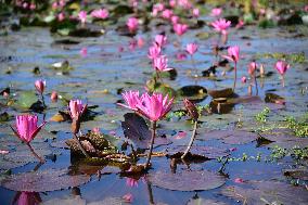 INDIA-ASSAM-PINK WATER LILY