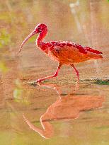 Scarlet Ibis in A Wetland in Nanning