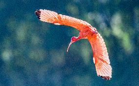 Scarlet Ibis in A Wetland in Nanning