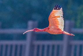 Scarlet Ibis in A Wetland in Nanning