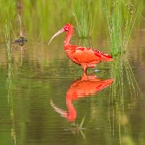 Scarlet Ibis in A Wetland in Nanning