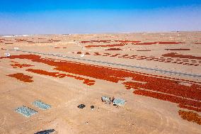 Farmers Drying Chili Peppers in Jiuquan