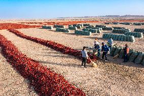 Farmers Drying Chili Peppers in Jiuquan