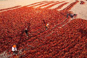 Farmers Drying Chili Peppers in Jiuquan