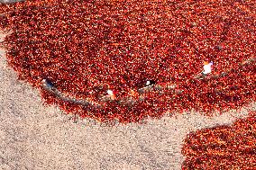 Farmers Drying Chili Peppers in Jiuquan