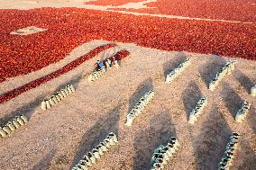 Farmers Drying Chili Peppers in Jiuquan