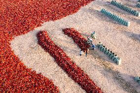 Farmers Drying Chili Peppers in Jiuquan