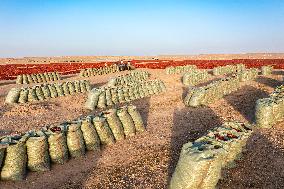 Farmers Drying Chili Peppers in Jiuquan