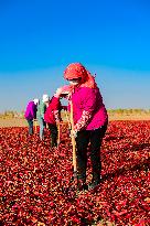 Farmers Drying Chili Peppers in Jiuquan