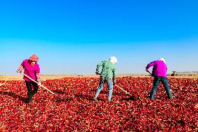 Farmers Drying Chili Peppers in Jiuquan